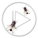 zwierzęta owady mucha muchy owad bzyk