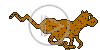 zwierzęta kot kotek gepard pantera koty zwierzak zwierzę zwierze