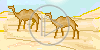 wielbłąd plenery pustynia sahara wielbłądy plener