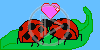 serce miłość owady biedroneczki biedronki