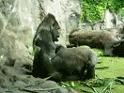 zwierzęta małpa goryl śmieszne małpy zwierze goryle