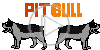 zwierzęta pies psy pit bull pieski zwierzę