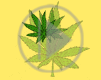 trawka maryśka zioło trawa liść palenie skręt marihuana ganja Gania gandzia ziele joint pal zioło zapalmy canabis