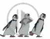 zwierzęta pingwin pingwiny zwierzak zwierzaki zwierzę