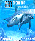zwierzęta woda delfin ssak ssaki delfiny zwierzęta wodne zwierze