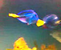 ryba ryby akwarium rybki rybka