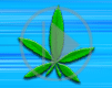 trawka maryśka zioło zieleń trawa skręt marihuana Gania ziele joint pal zioło zapalmy canabis
