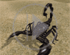 zwierzęta skorpion skorupiaki zwierzę skorupiak skorpiony