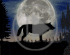 zwierzęta noc księżyc wilk Wilki zwierze animacja wyjący wilk