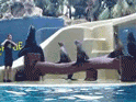 foka zwierzęta basen śmieszne foczka foki zwierze foczki pokaz pokaz fok